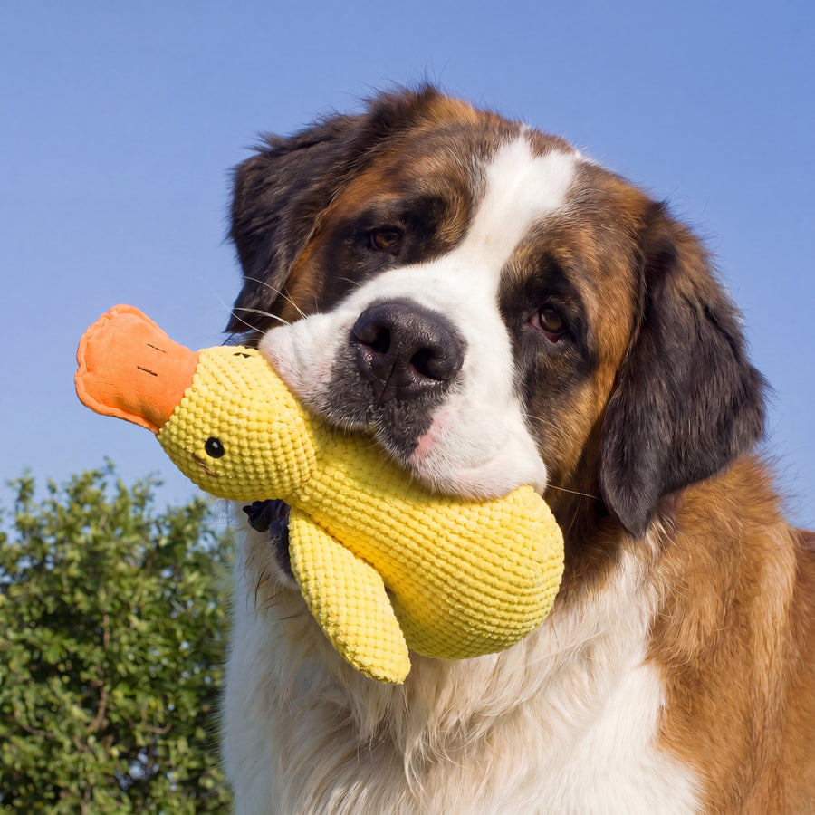 The Anxiety-Relief Toys Your Dog Won't Destroy.