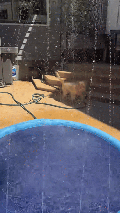 The Splash Pad That Keeps Tails Wagging!